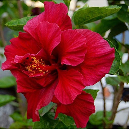 BRALCON Organic Raw Hibiscus -100g