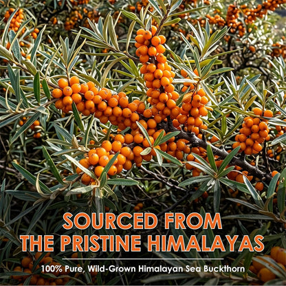 Sea Buckthorn Dried Berries